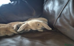 English Lop rabbits for sale: Holland lop baby rabbits  - Image 7