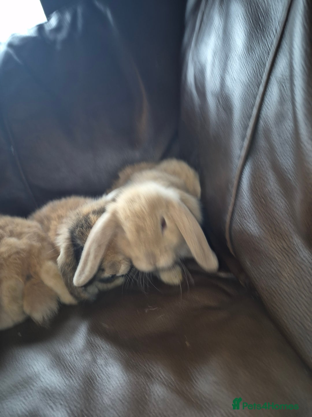 English Lop rabbits for sale: Holland lop baby rabbits  - Image 7