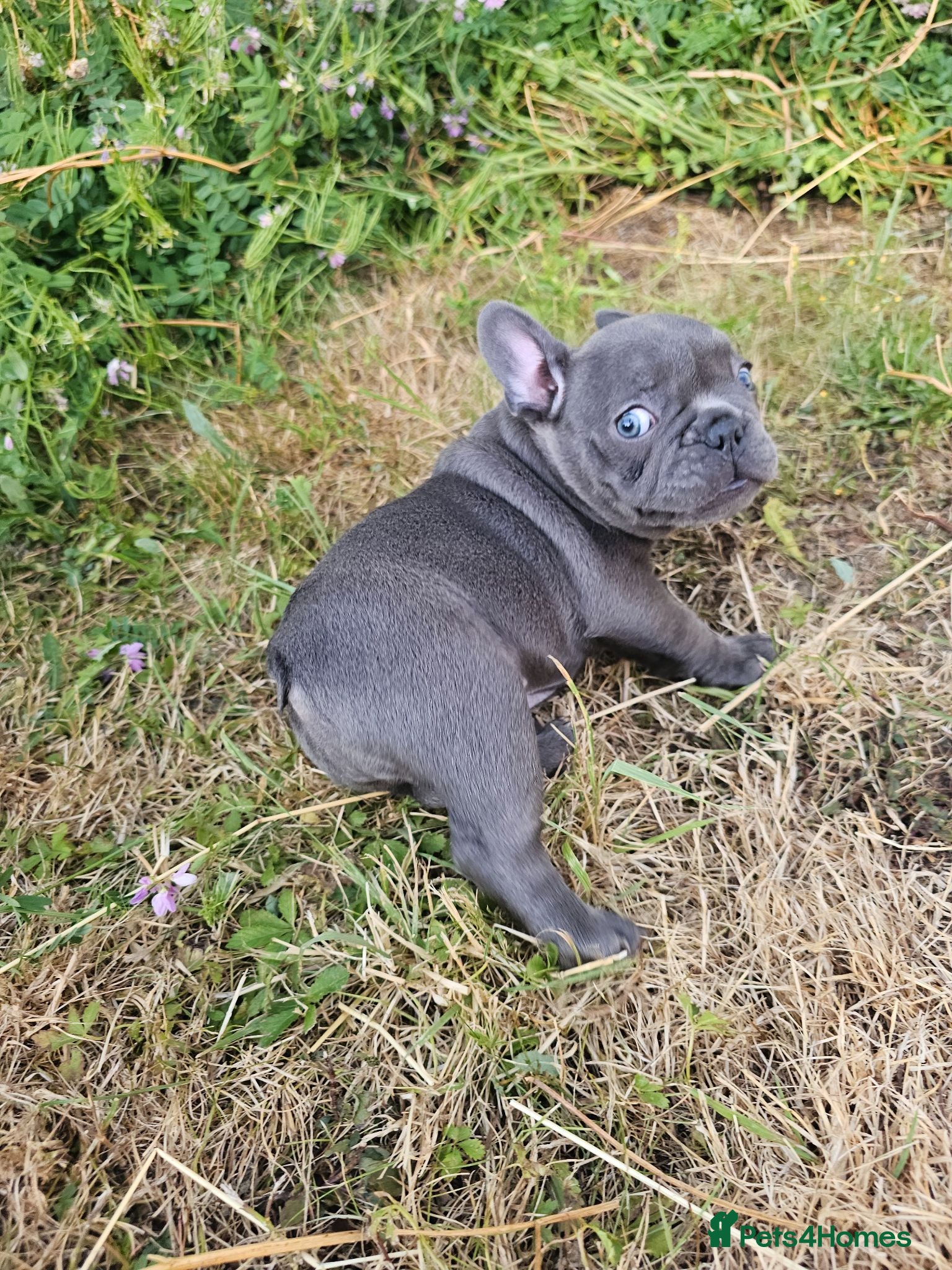 French Bulldog dogs Adorable French Bulldog Brother & Sister - Advert 12