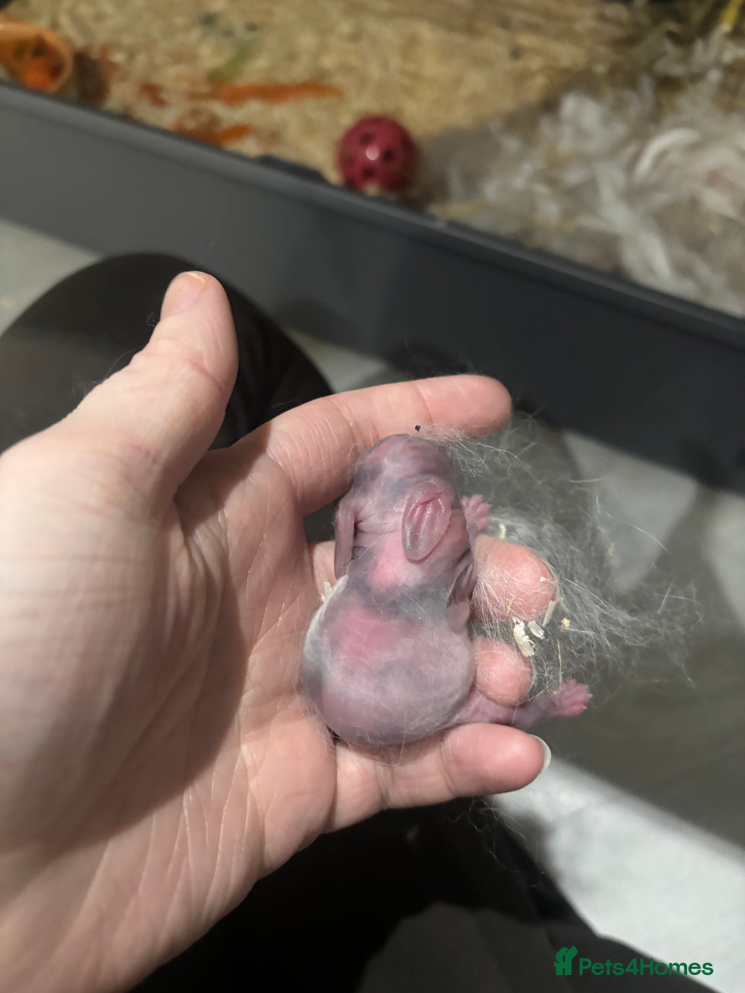 English Lop rabbits for sale: 4 baby rabbits  - Advert 3