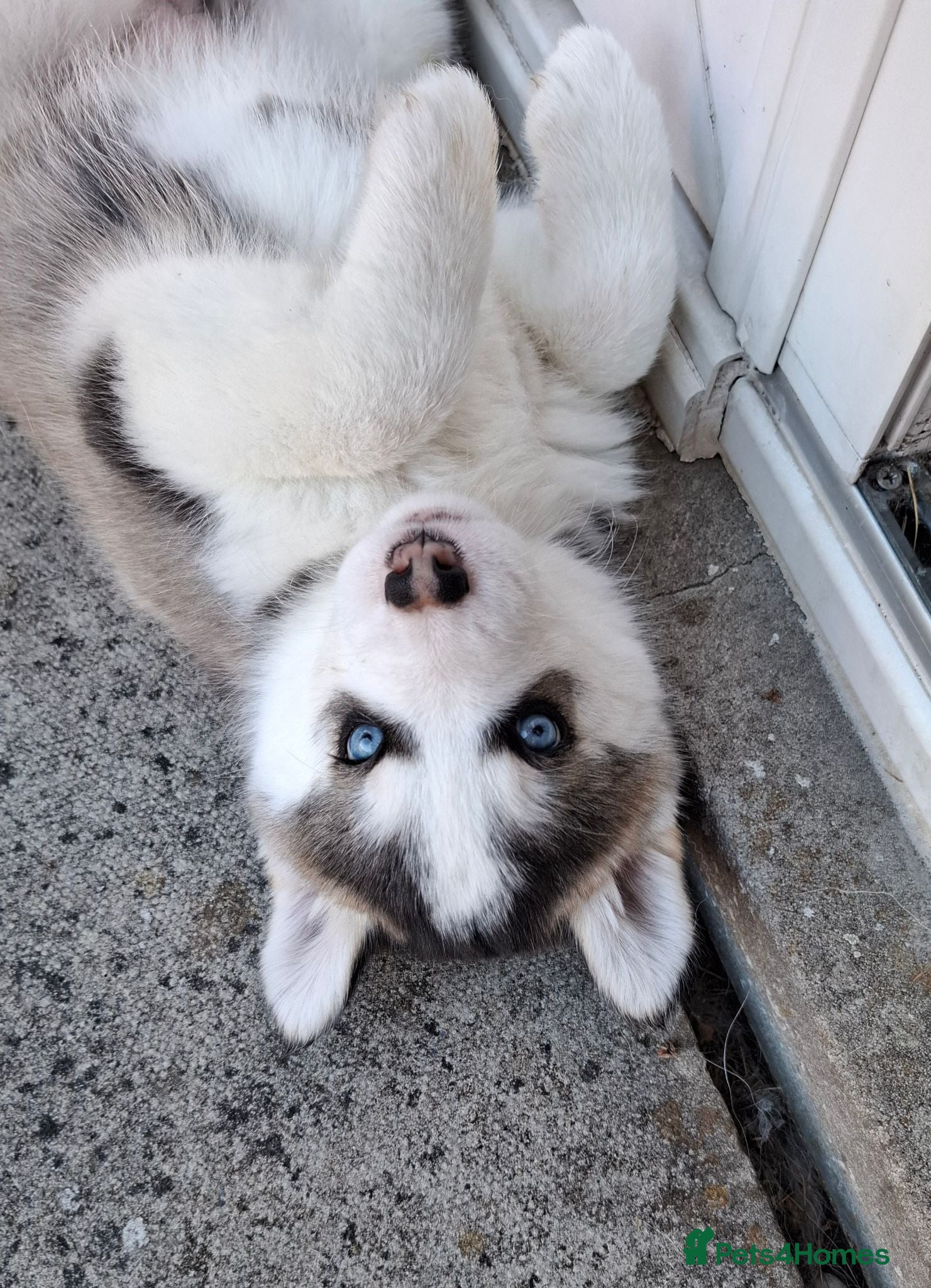 Pomsky dogs Stunning Pomsky Puppies  - Advert 15