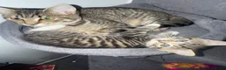 Mixed Breed cats for sale: Super cute and friendly tabby kittens  - Advert 3