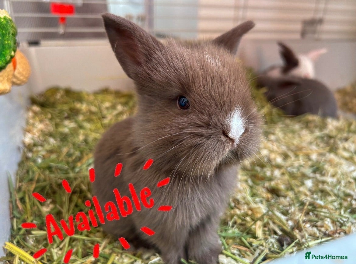 Mini Lion Lop rabbits 🐰 LION LOPS 🐰 - Advert 18