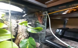 Gecko reptiles for sale: Geckos Fish Frogs full setups - Image 10