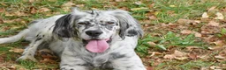 English Setter dogs for adoption: Bimba in Blaydon-on-Tyne - Advert 5