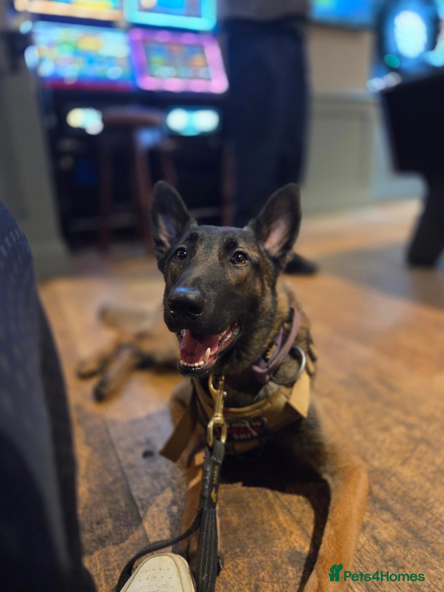 Belgian Shepherd Dog dogs 🐺 Belgian Malinois Stud Available 🐺 - Advert 1