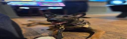 Belgian Shepherd Dog dogs for stud: 🐺 Belgian Malinois Stud Available 🐺 - Advert 1