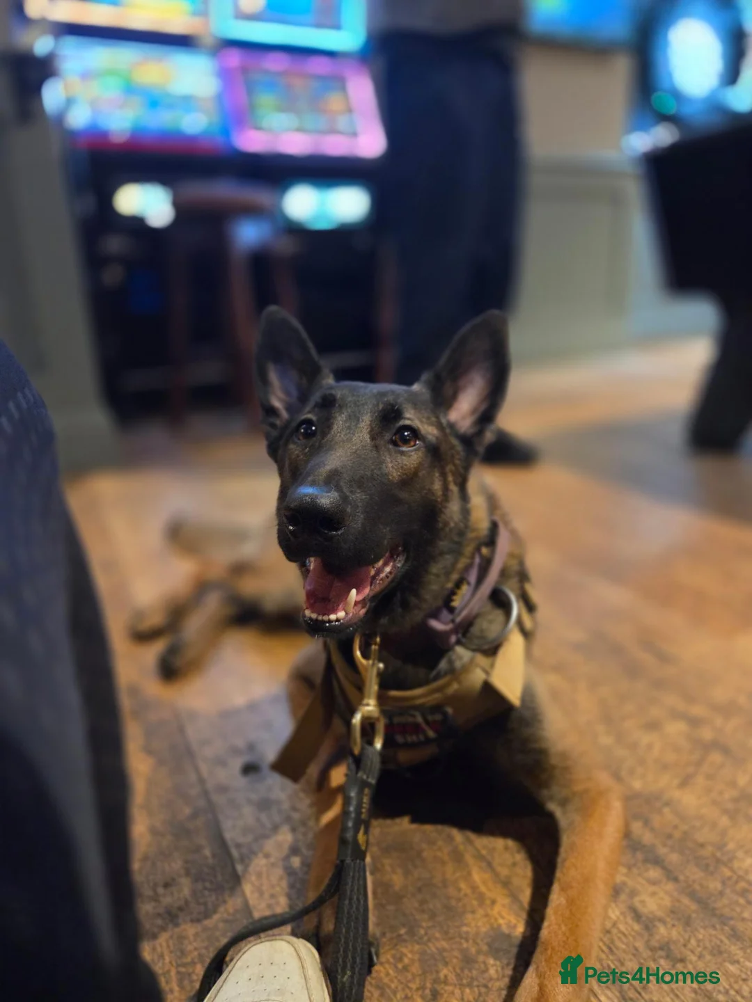 Belgian Shepherd Dog dogs for stud: 🐺 Belgian Malinois Stud Available 🐺 - Advert 1