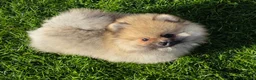 Pomeranian dogs for sale: Beautiful sable girl  - Advert 4