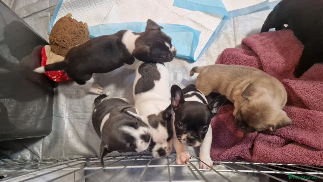 Mixed Breed dogs for sale: Fantastic 3/4 French bulldog and a 1/4 jack puppy - Image 9