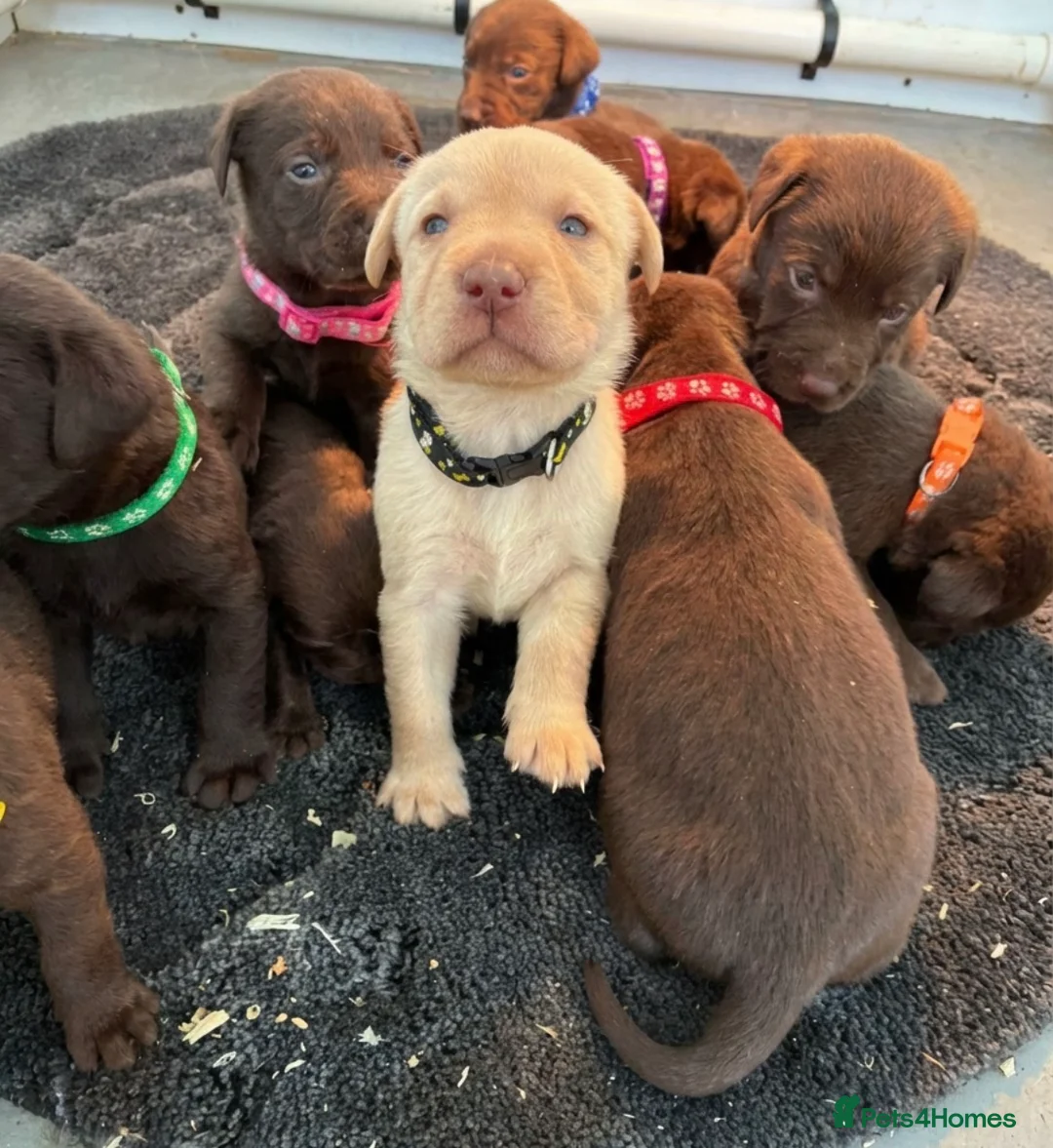 Labrador Retriever dogs for sale: KC Chocolate Labrador Puppies – 1 Yellow Boy - Advert 2