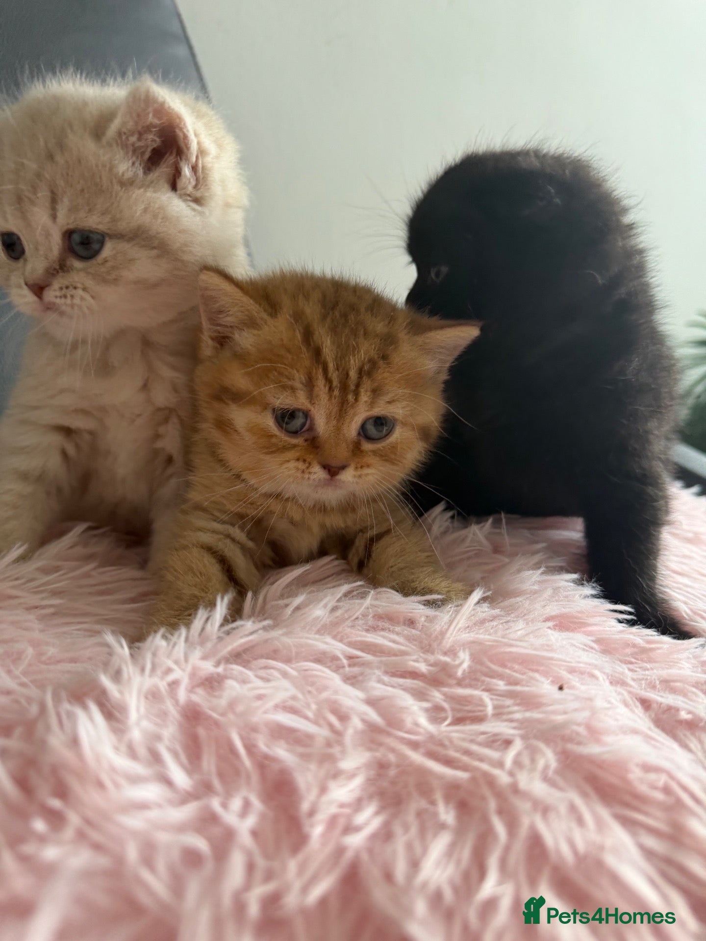 Scottish Fold cats Exceptional litter of Scottish fold/ straight😍😍 - Advert 1