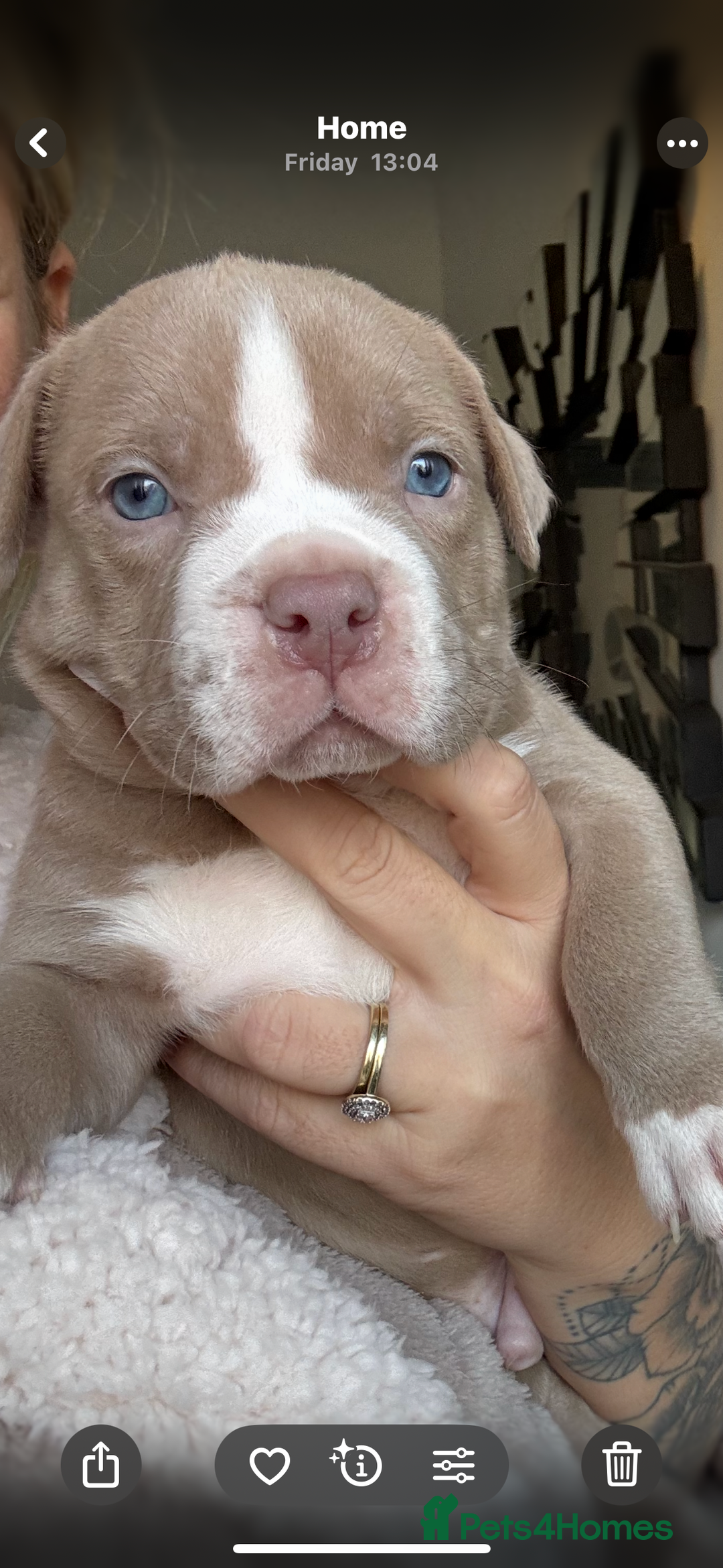 American Bully dogs for sale: Pocket bully puppies - Advert 2
