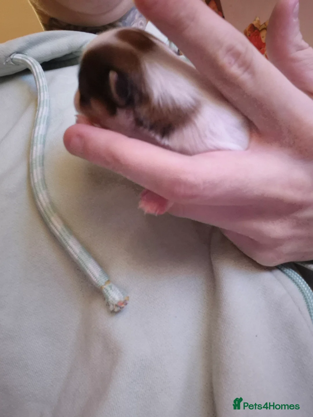 Chihuahua dogs for sale: 3 females pups for sale - Advert 9