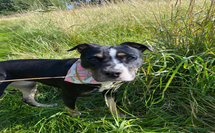 Mixed Breed dogs - Advert 16