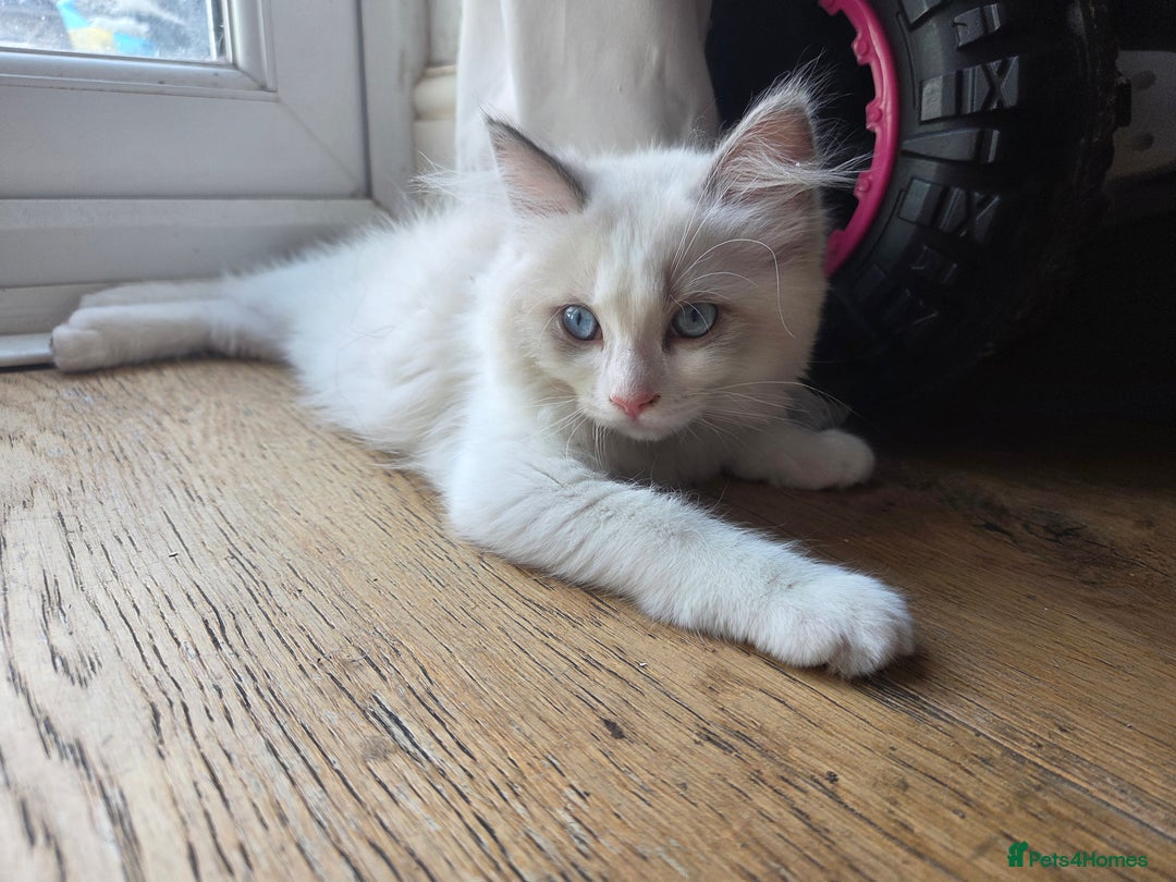 Ragdoll cats for sale: Lilac/cream ragdoll girl, 13 weeks 🤍 - Image 2