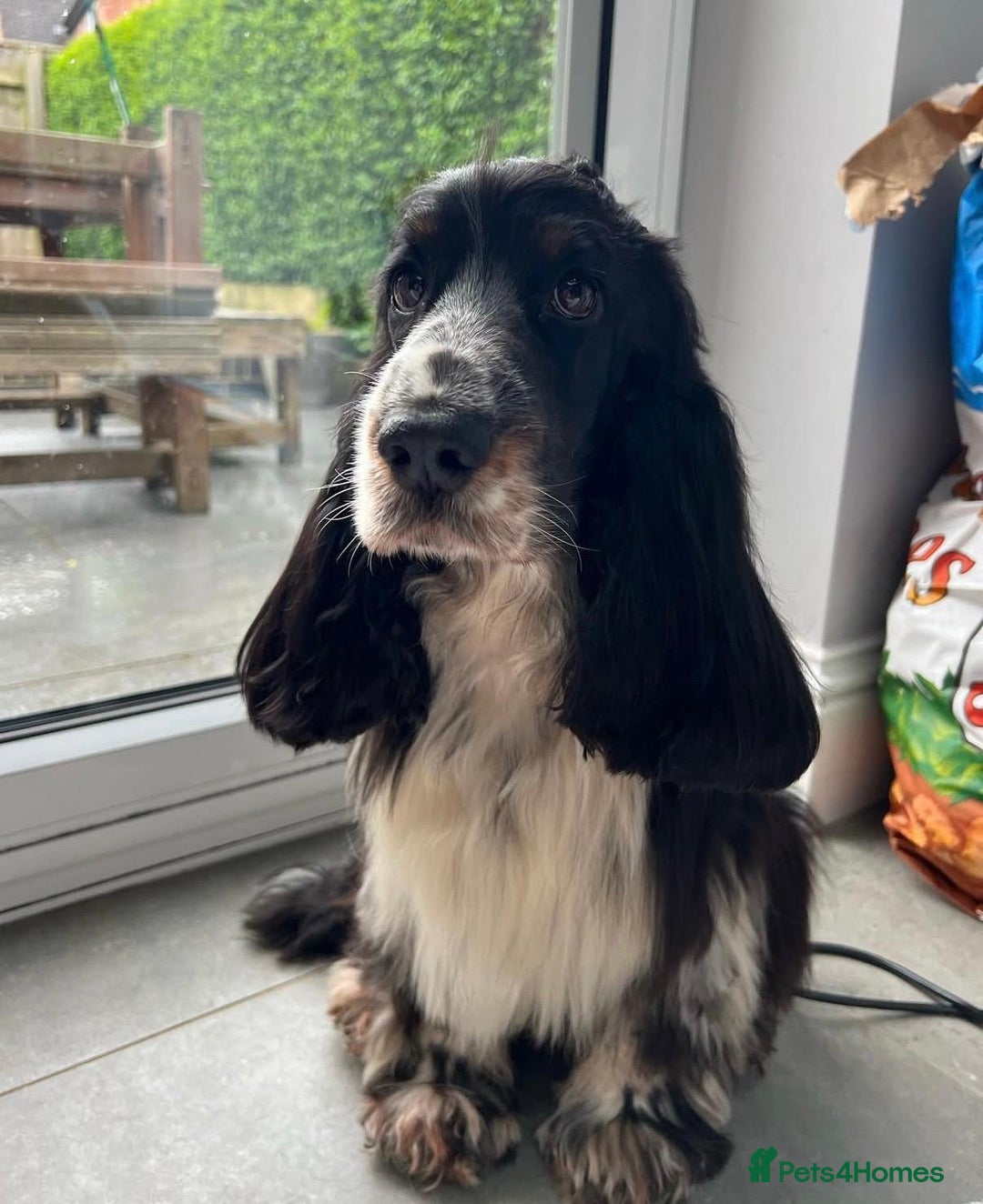 Cocker Spaniel dogs for sale: KC Reg Show Type Cocker Spaniel Puppies - Advert 12