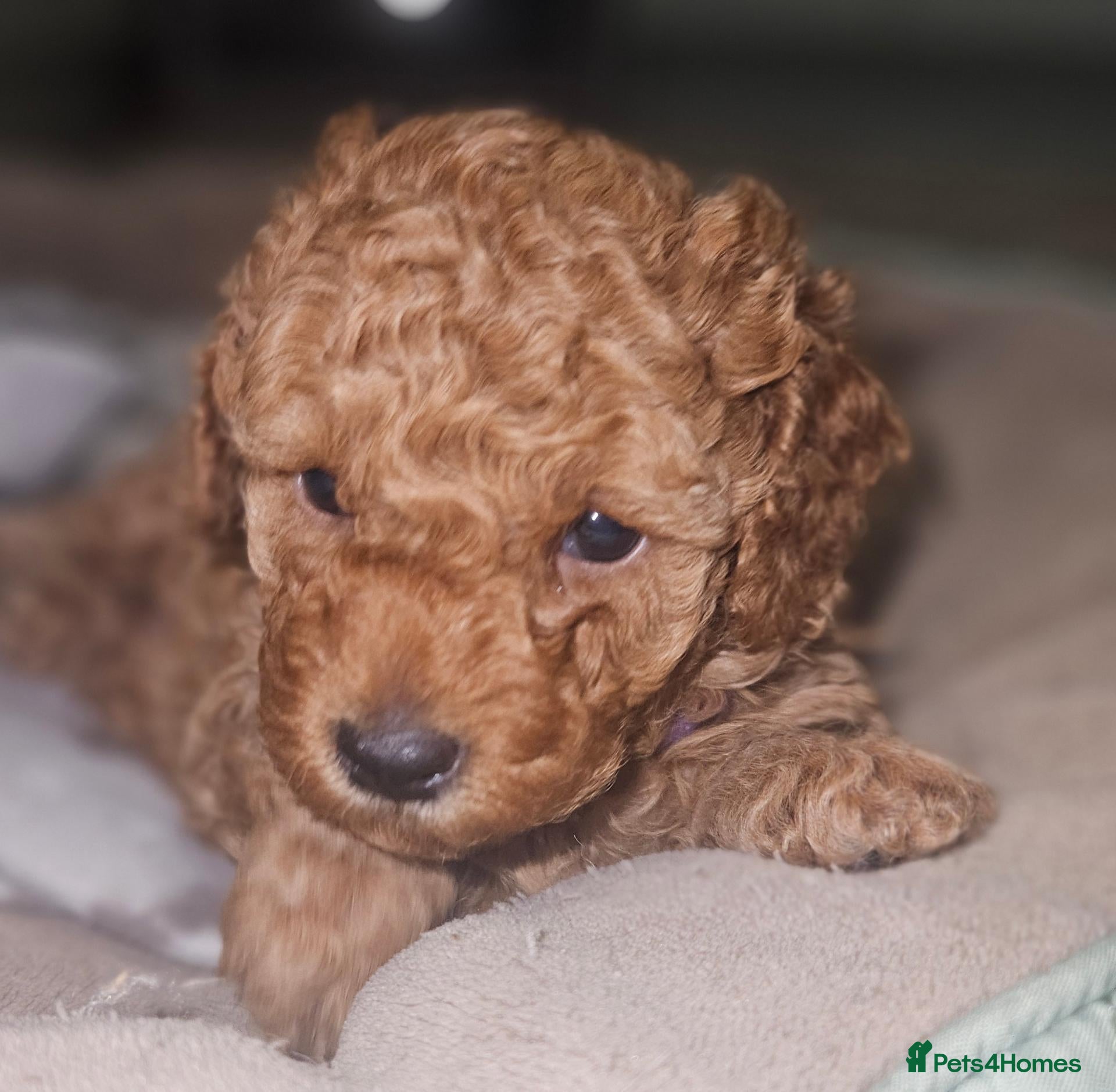 Toy Poodle dogs Licensed breeder, 1 girl kc fox red toy poodle - Advert 1