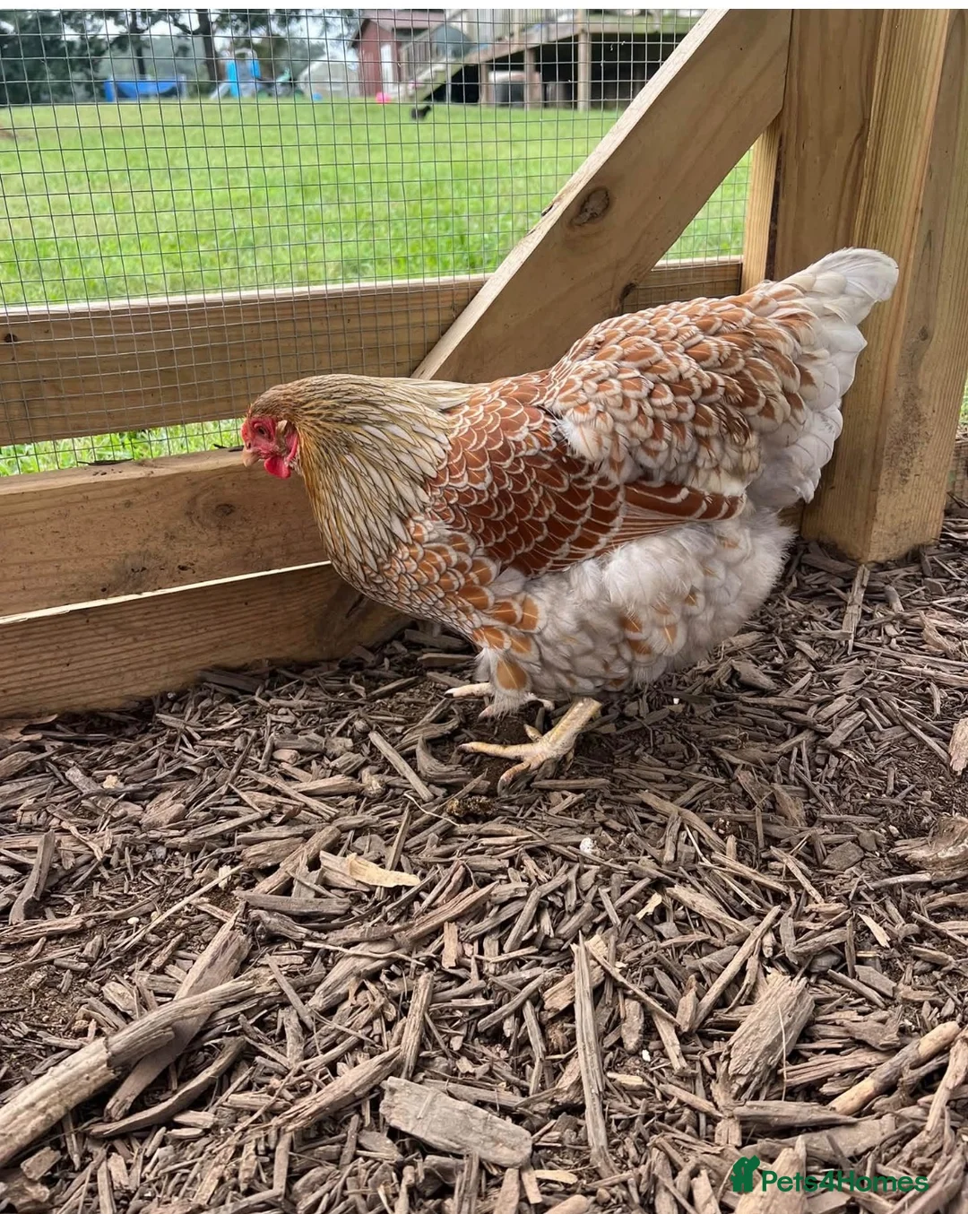Chickens poultry for sale: Splash laced Wyandottes quartet  in Maesteg - Advert 4