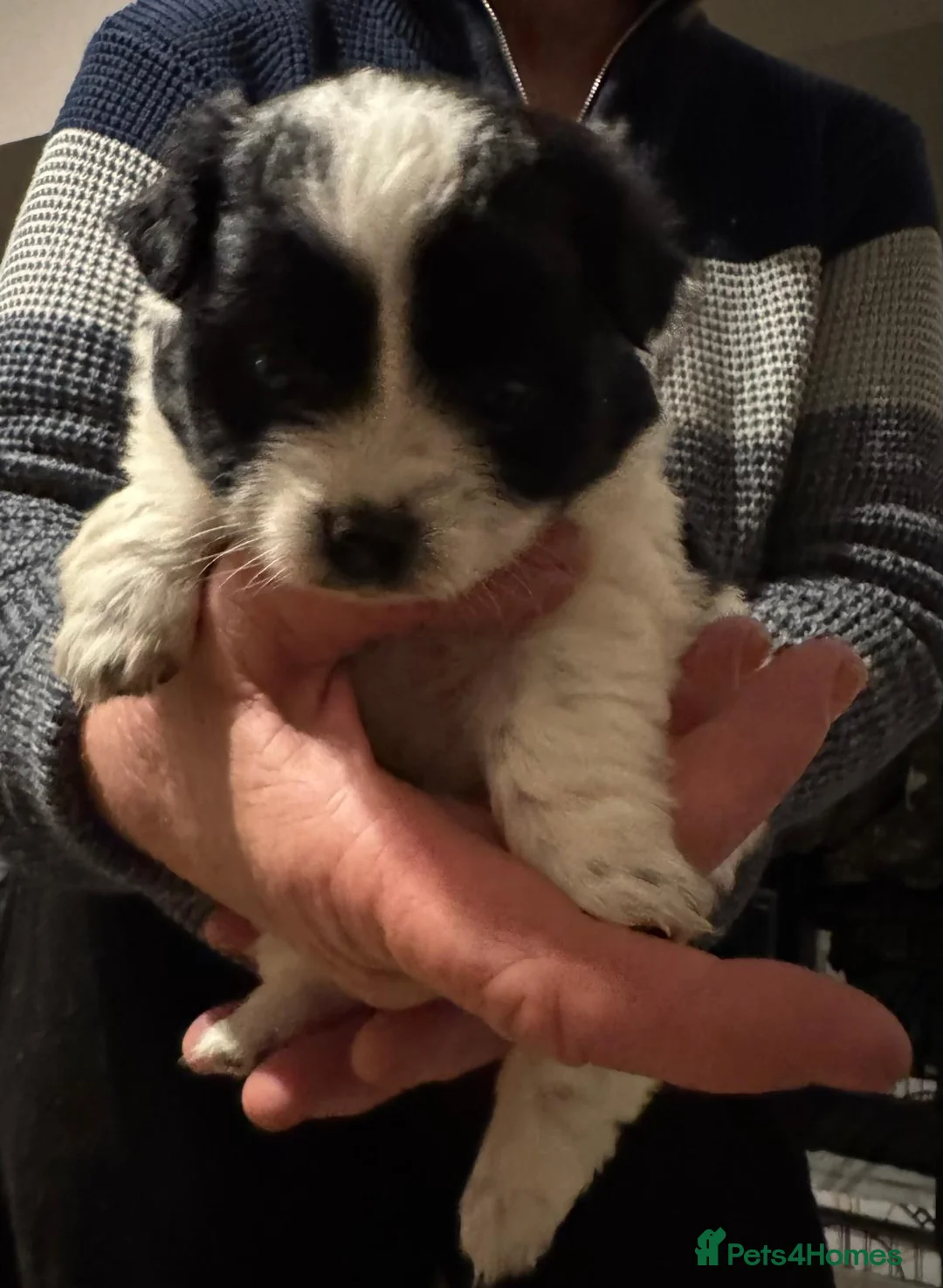 Mixed Breed dogs for sale: Jack russle x pomerainian  - Advert 4
