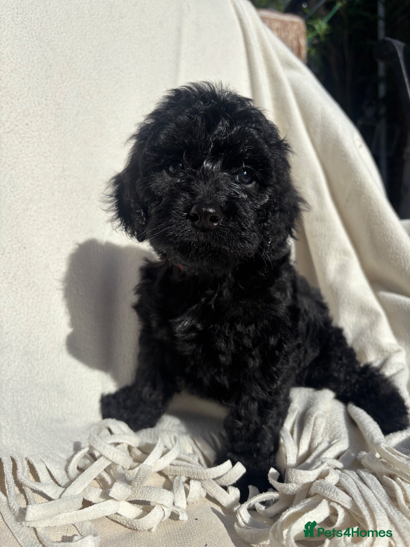 Cockapoo dogs Cockapoo puppies F1B - Advert 1