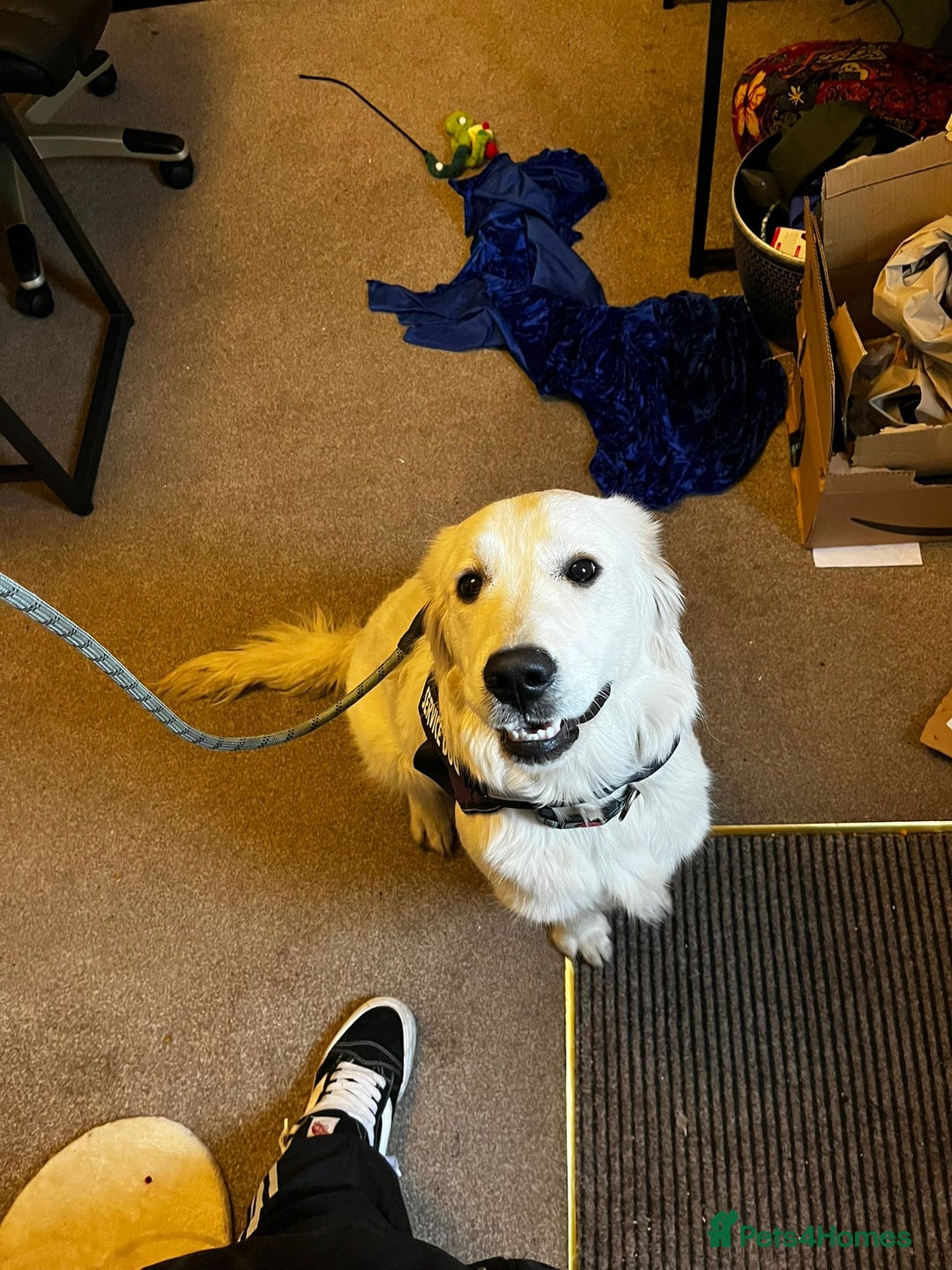 Golden Retriever dogs for sale: KC Reg Golden Retriever (F) 8mo – £1,100 ONO - Advert 5