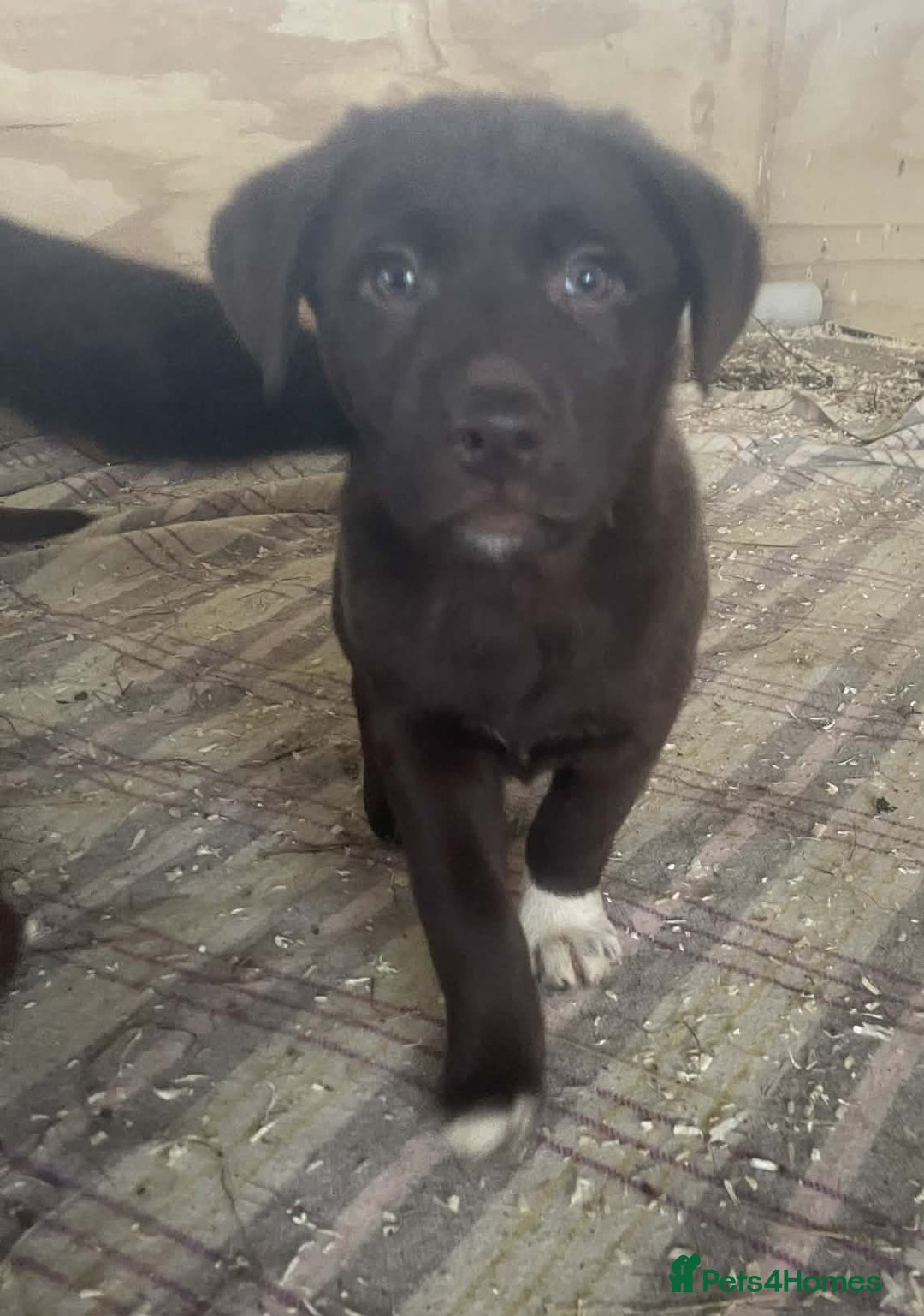 Mixed Breed dogs for sale: Chunky Chocolate Labrador cross Sheepdog - Advert 15