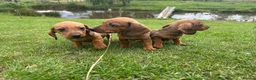 Dachshund dogs for sale: Dachshund puppies stunning red dapple   in Whitby - Advert 11