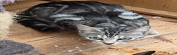 Mixed Breed cats for sale: Adult bengal cross cats - Advert 4