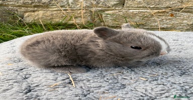 Netherland Dwarf rabbits - Advert 2