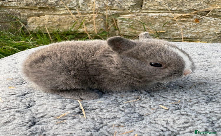 Netherland Dwarf rabbits - Advert 1