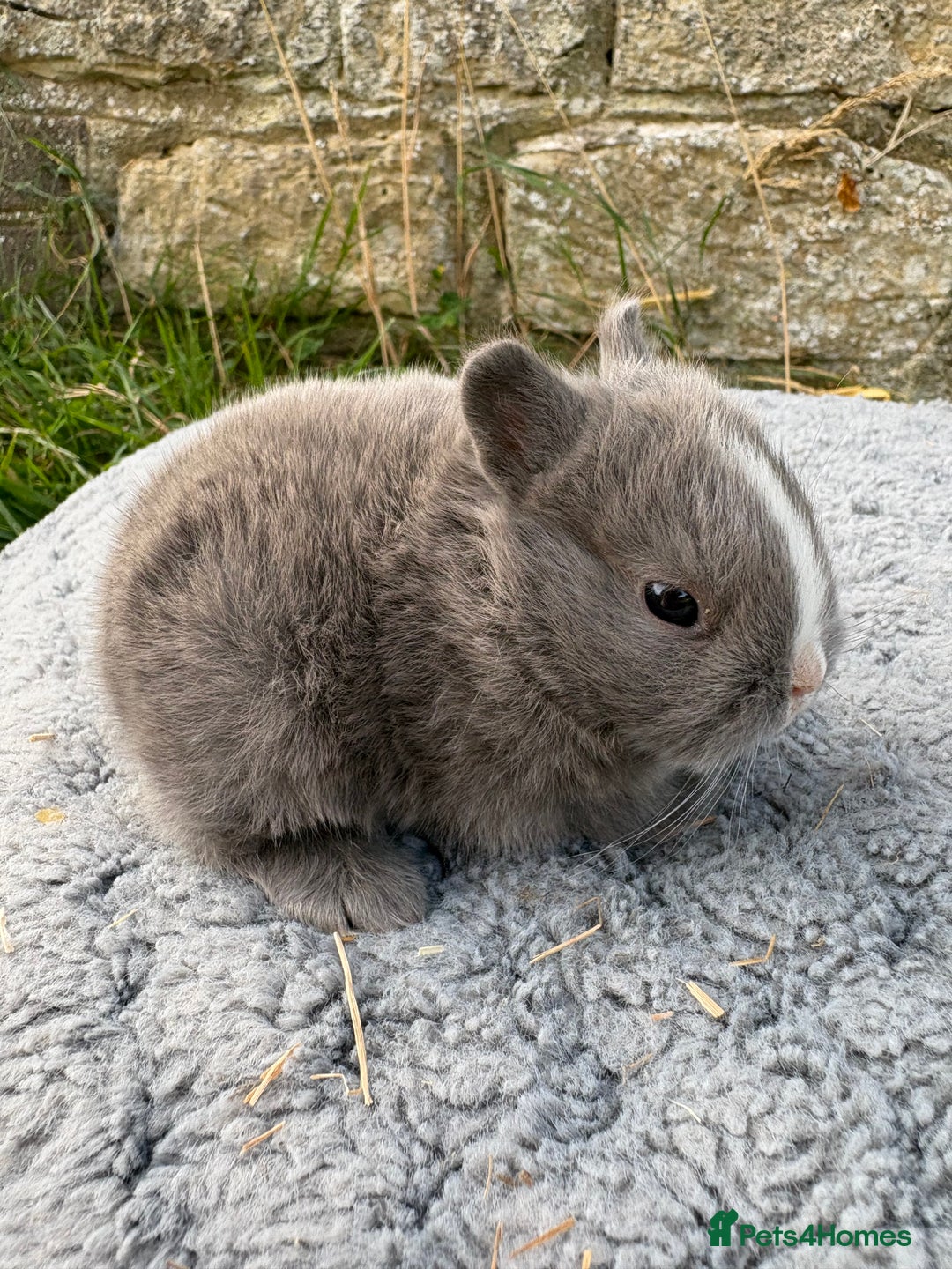 Netherland Dwarf rabbits for sale: Sweet Netherland Dwarf bunnies  - Image 3