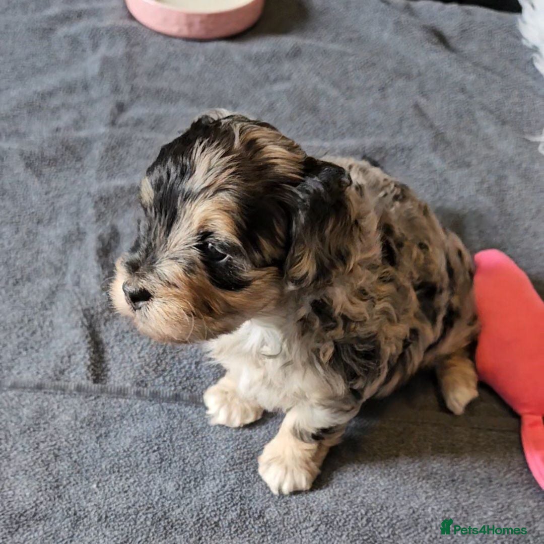 Maltipoo dogs Beautiful Blue Merle Maltipoos - Advert 2