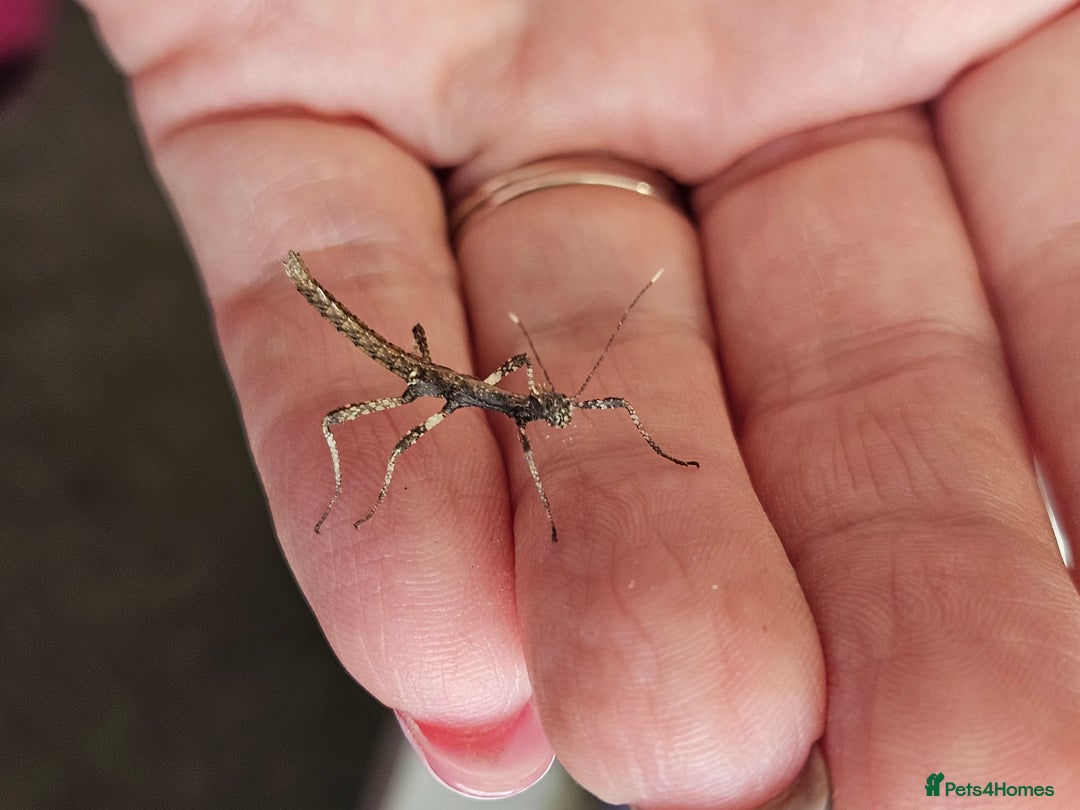 Stick Insects invertebrates for sale: Stick insect nymphs - Image 3