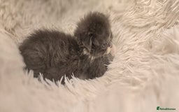 Scottish Fold cats for sale: Last stunning baby  - Image 5