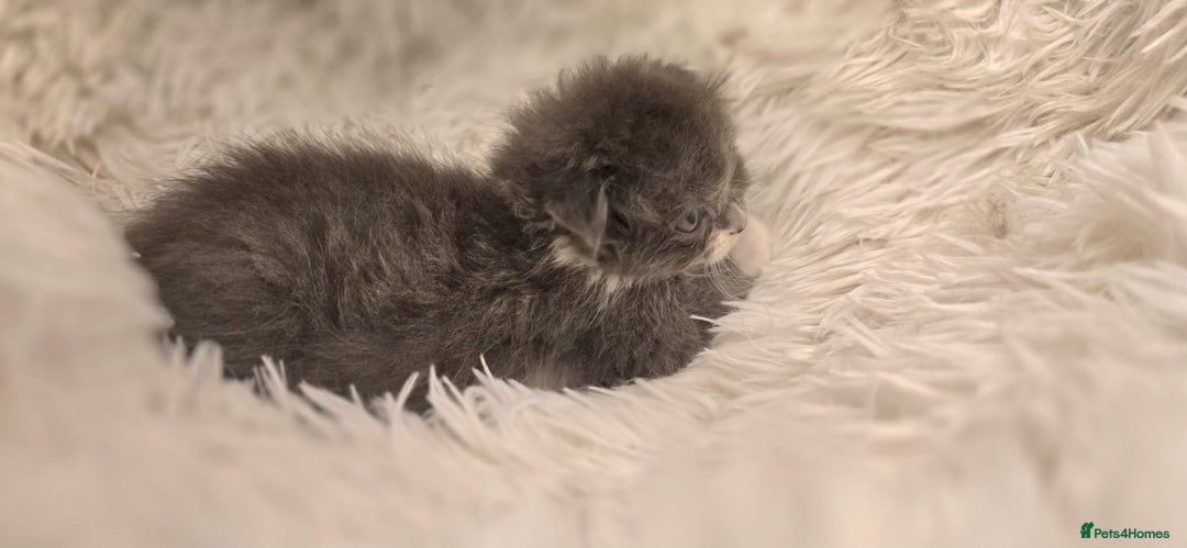 Scottish Fold cats for sale: Last stunning baby  - Image 5