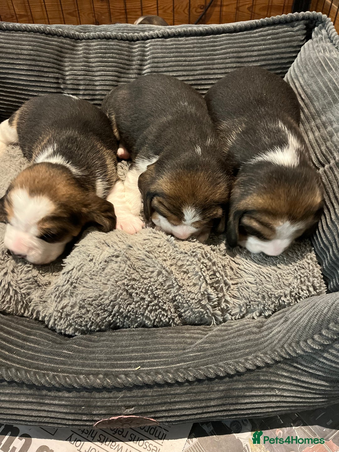 Beagle dogs for sale: Champion Bred Puppies (KC Reg) - Advert 10