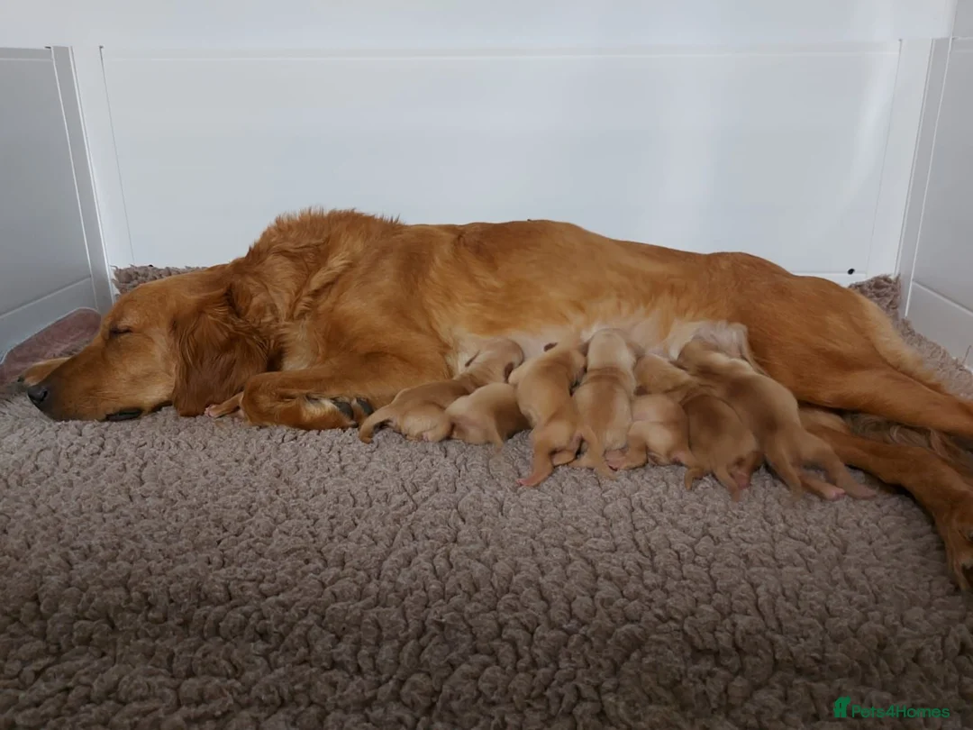 Golden Retriever dogs for sale: READY NOW! Healthy, confident and thriving. KC Reg in March - Advert 6