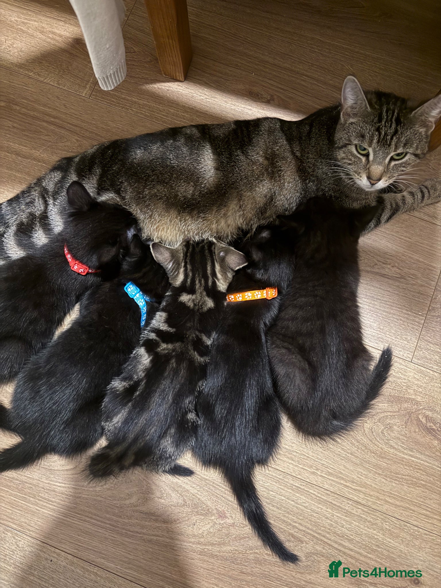 Mixed Breed cats 3 Black Male Kittens ready to leave now  - Advert 1