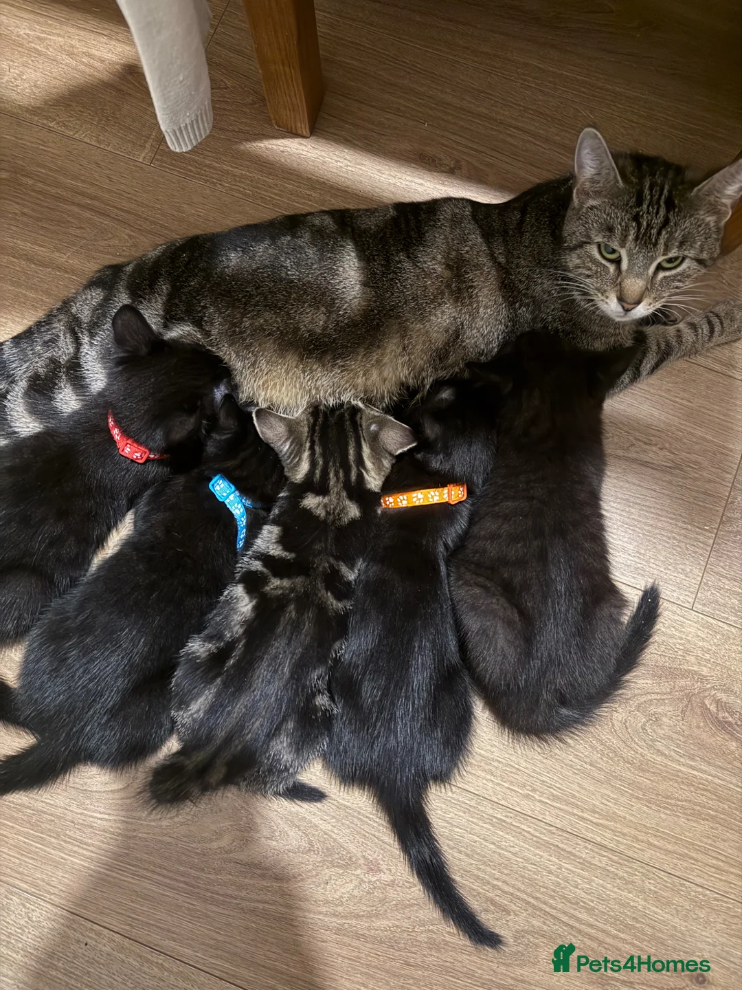Mixed Breed cats for sale: 3 Black Male Kittens ready to leave now  - Advert 1