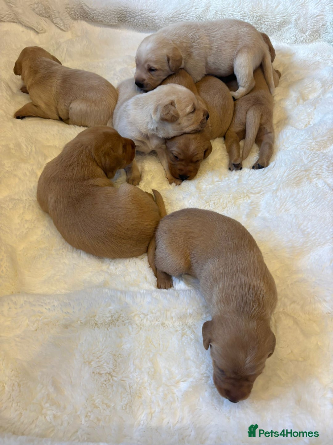 Labrador Retriever dogs for sale: KC REGISTERED DNA TESTED LABRADOR PUPPIES - Image 2