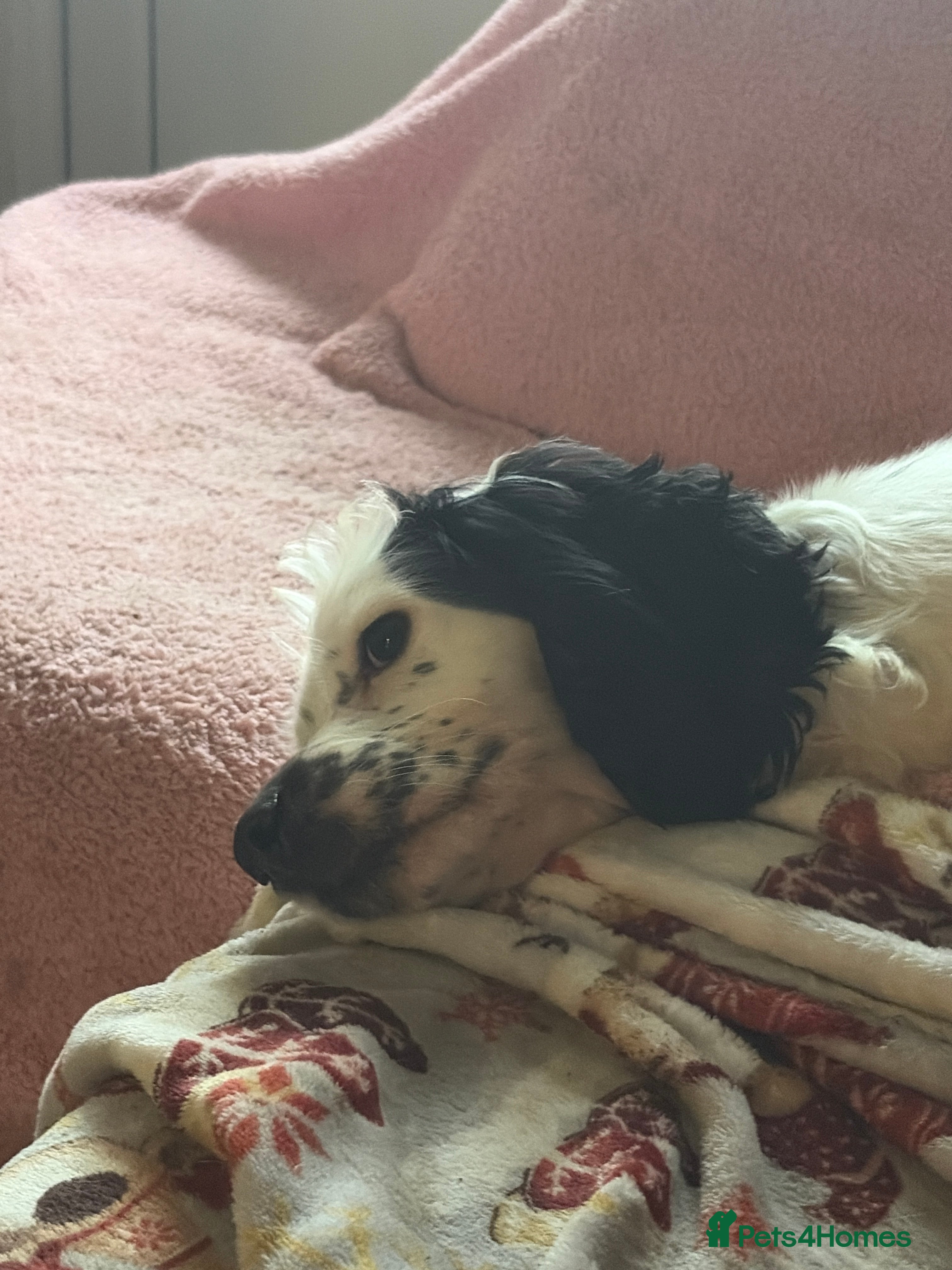 Cocker Spaniel dogs 2 blue roan cocker spaniels for sale   - Advert 1