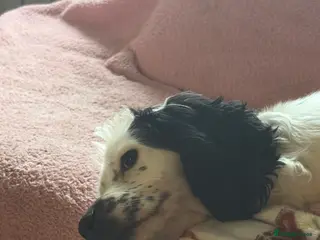 Cocker Spaniel dogs 2 blue roan cocker spaniels for sale - Advert 14