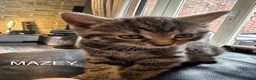 Mixed Breed cats for sale: Kittens - Advert 5