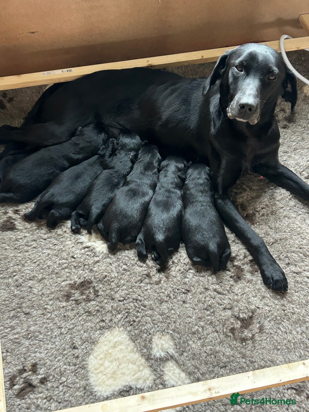 Labrador Retriever dogs for sale: Black Labrador Puppies  - Image 1