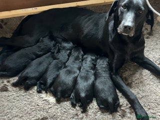 Labrador Retriever dogs Black Labrador Puppies - Advert 4