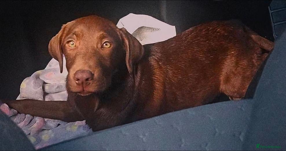 Labrador Retriever dogs Beautiful Chocolate Labrador Retriever - Advert 1