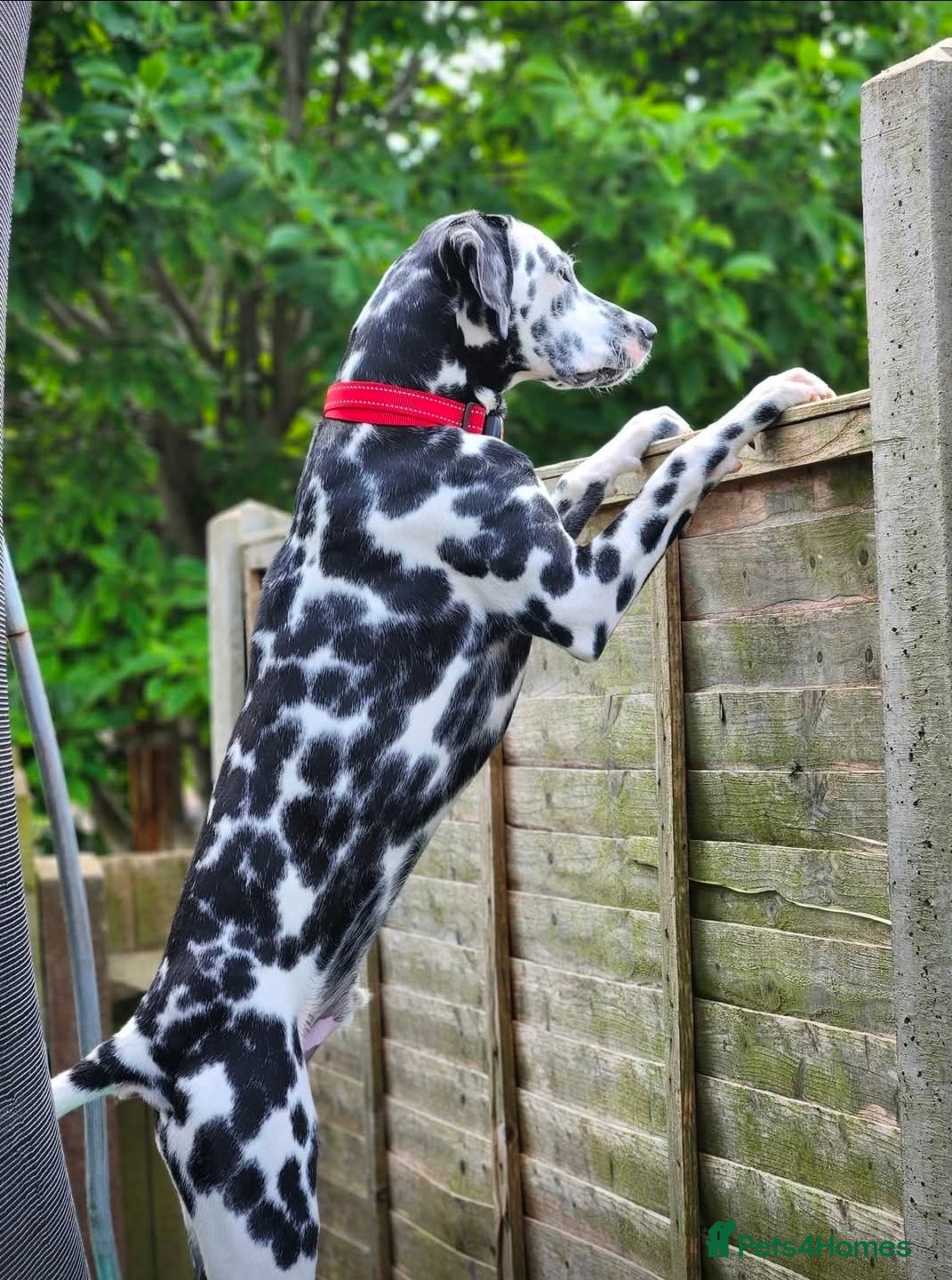 Dalmatian dogs Dalmation - 2 year old - Advert 1