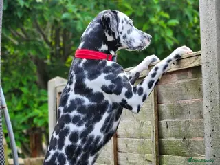 Dalmatian dogs Dalmation - 2 year old - Advert 1