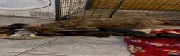 Dachshund dogs for sale: Wire- haired dacshund puppies  - Advert 5